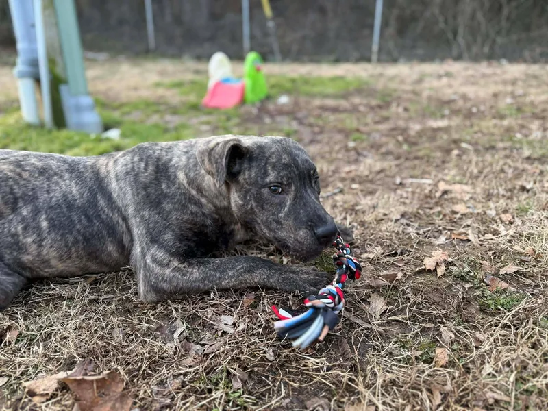 A young medium-sized female Brindle Mixed Breed dog named Cherry for adoption in Leitchfield, KY