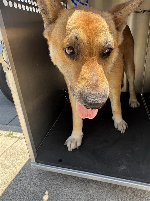 An adult large-sized male German Shepherd Dog dog named Cain Marko for adoption in Grand Prairie, TX