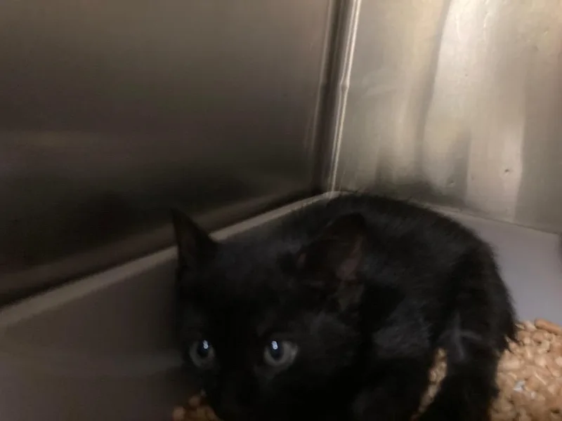 A young small-sized female Domestic Short Hair cat named Harmony for adoption in Meriden, CT