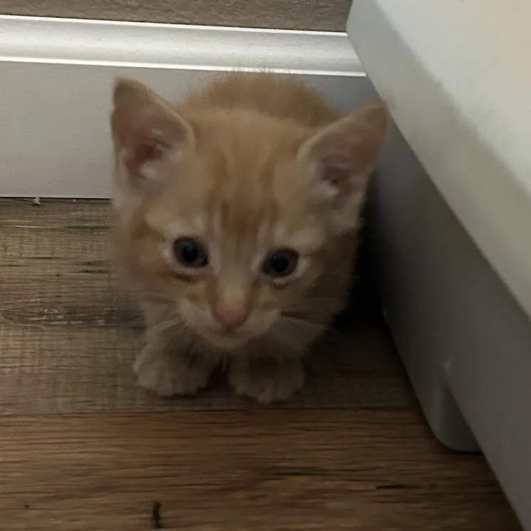 A baby small-sized male Orange / Red Domestic Short Hair cat named Blaze for adoption in Hemet, CA