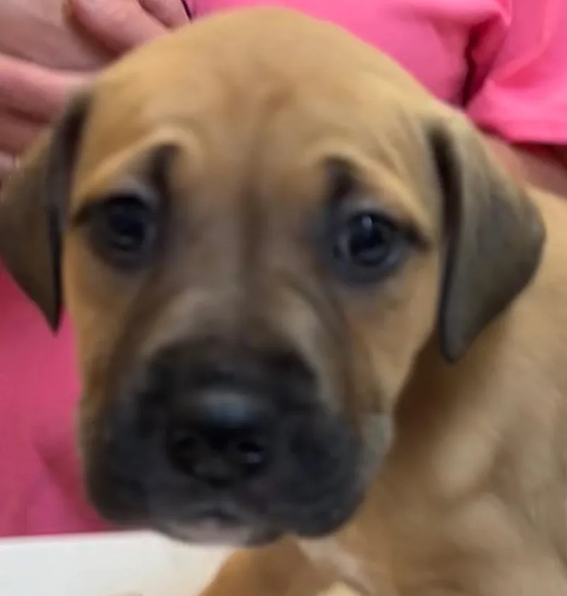 A baby small-sized female Pit Bull Terrier dog named Nala for adoption in Elizabethton, TN