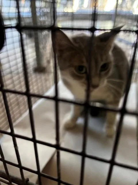 An adult medium-sized female Domestic Long Hair cat named Brittany for adoption in Miami, FL
