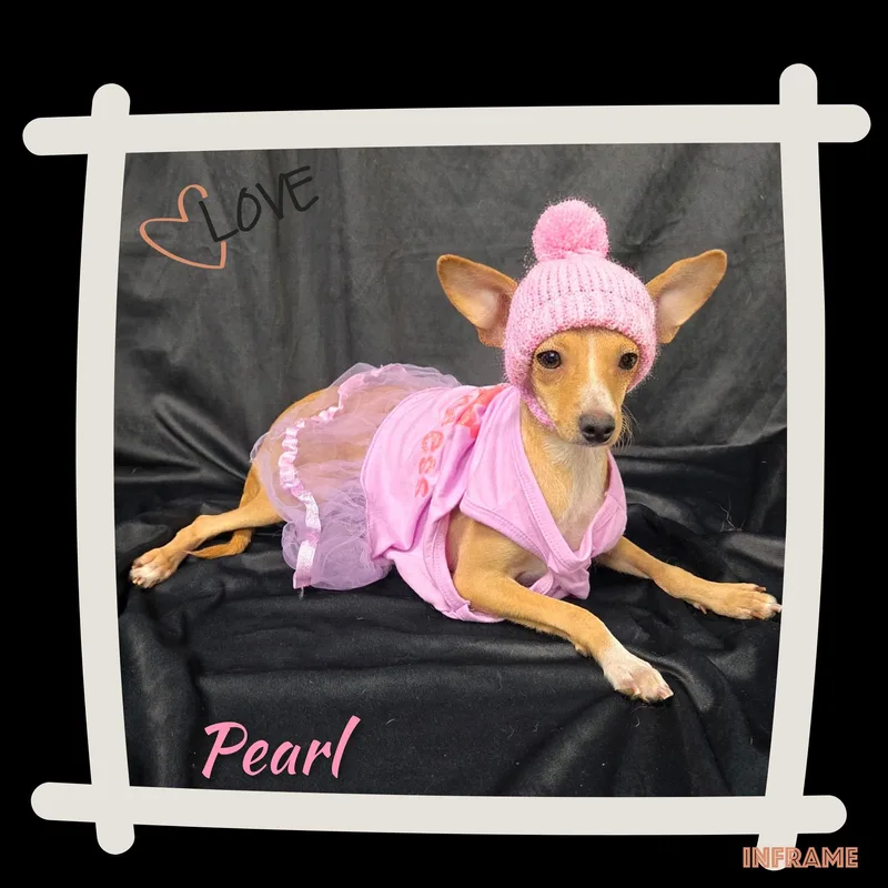 An adult small-sized female Chihuahua dog named Pearl for adoption in Fredericksburg, VA