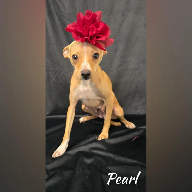Pearl thumbnail 5