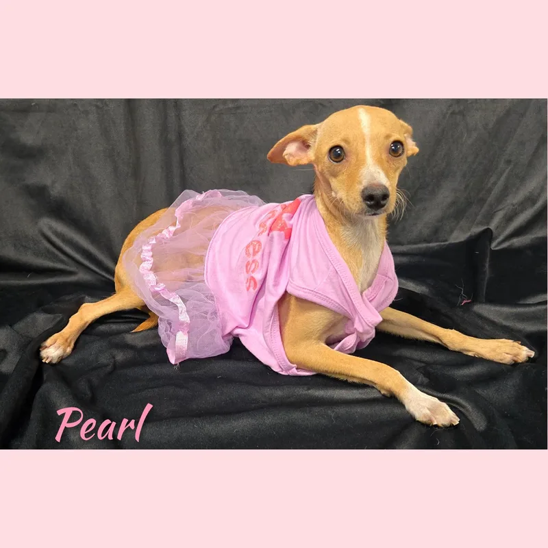 Pearl thumbnail 6