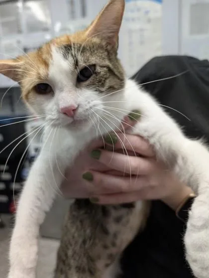 An adult small-sized female Domestic Short Hair cat named Cleo for adoption in West Chester, PA