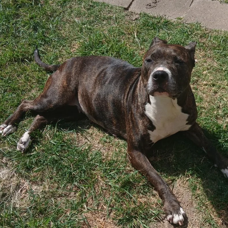 A young medium-sized female Brindle American Staffordshire Terrier dog named Jasmine for adoption in Houston, TX