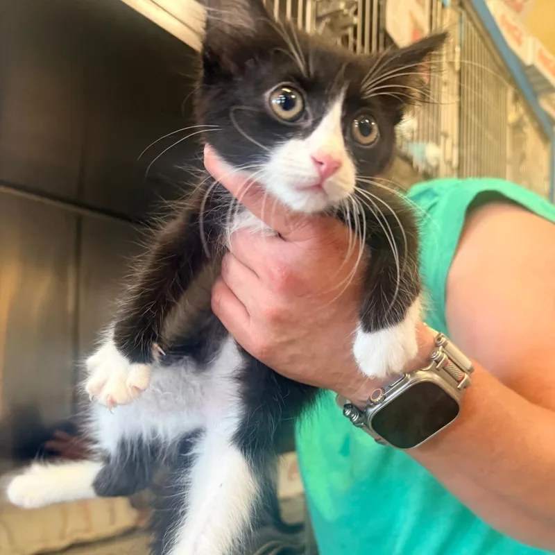 A baby small-sized female Black Domestic Short Hair cat named Whisper for adoption in Corinth, MS
