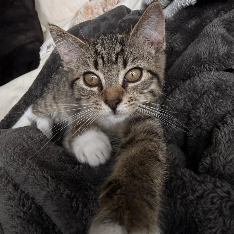 A baby small-sized female Brown / Chocolate Domestic Short Hair cat named Gillie Home to for adoption in South Elgin, IL