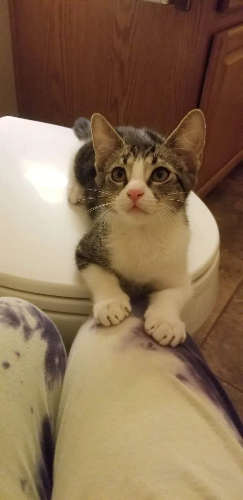 A young small-sized male Tabby (Gray / Blue / Silver) Tabby cat named Dash for adoption in Glendale, AZ