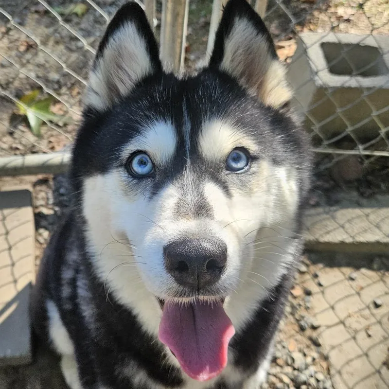 An adult medium-sized female Black Husky dog named Alchemy for adoption in Aldie, VA