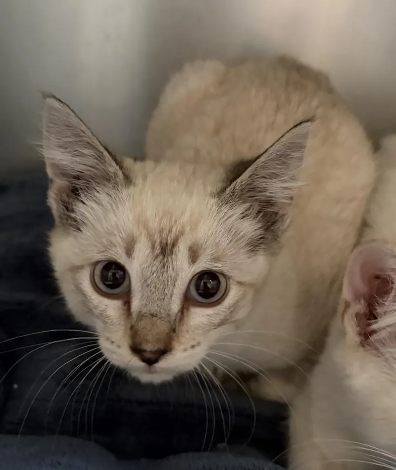 A baby small-sized male Domestic Short Hair cat named Cobalt for adoption in Challis, ID