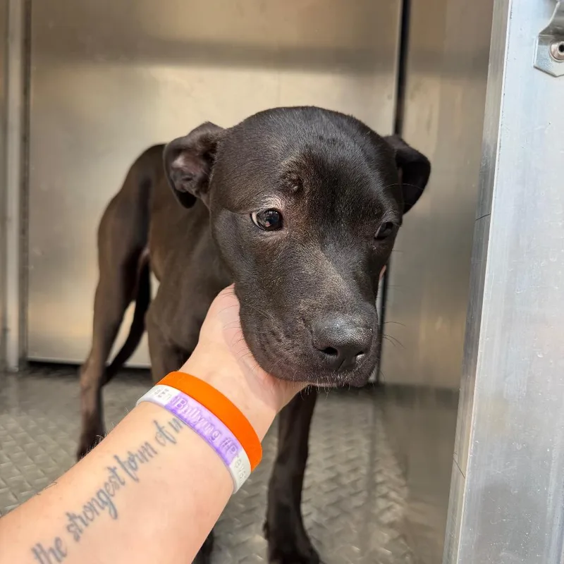 A young medium-sized female Black Labrador Retriever dog named Verde for adoption in Greensboro, NC