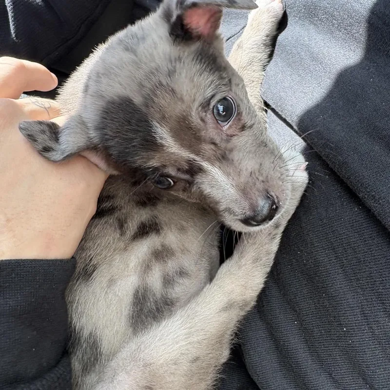 A baby medium-sized female Gray / Blue / Silver Australian Cattle Dog / Blue Heeler dog named Skye for adoption in Phoenix, AZ