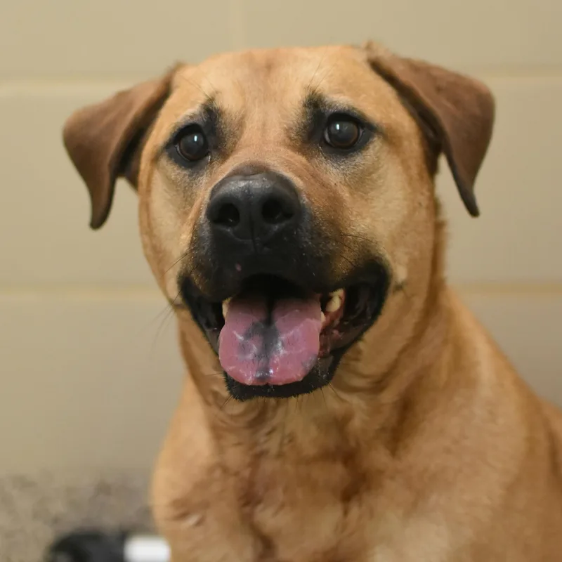 A senior large-sized male Black Mouth Cur dog named Bass for adoption in Aiken, SC