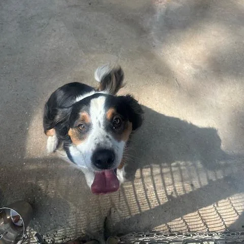 An adult small-sized male Black Collie dog named Arlo for adoption in Enterprise, AL