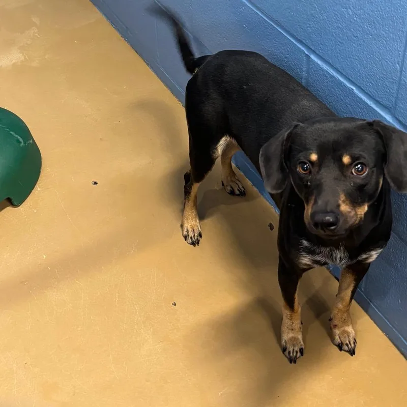 A young medium-sized male Black Terrier dog named Tusk for adoption in Corpus Christi, TX