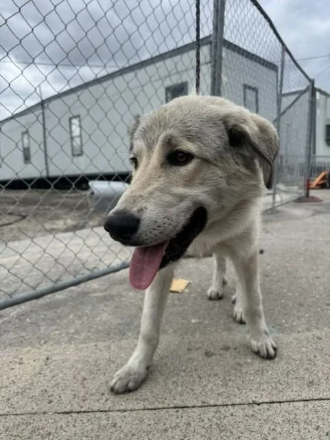 A young large-sized female Great Pyrenees dog named Penny for adoption in Stockton, CA