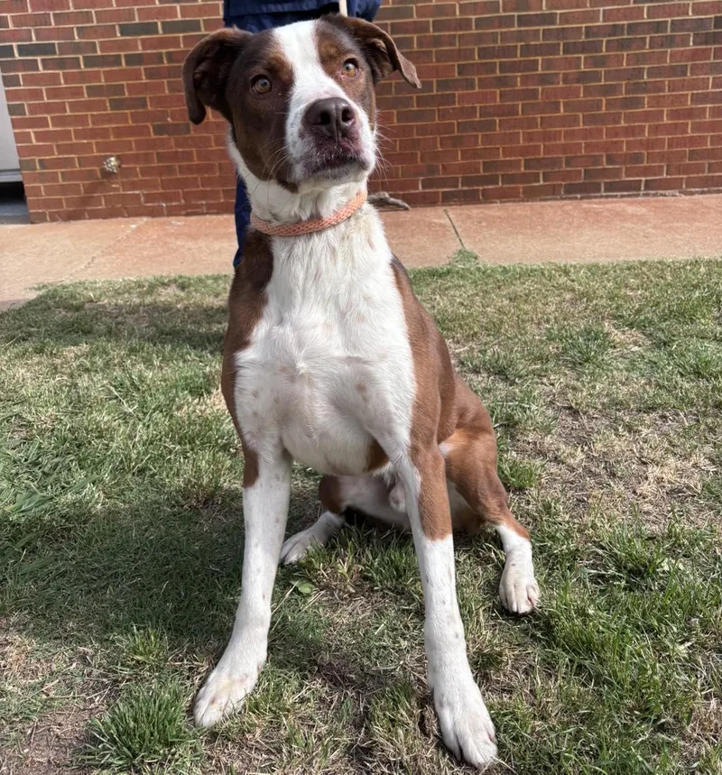 Harvey