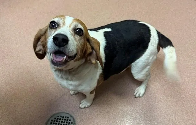 An adult small-sized female Beagle dog named Sadie for adoption in Cookeville, TN