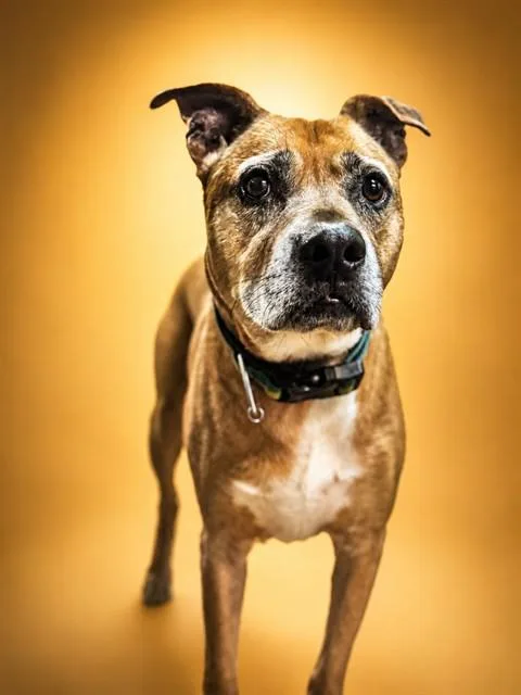 An adult large-sized male Mixed Breed dog named Strattus for adoption in Jacksonville, FL