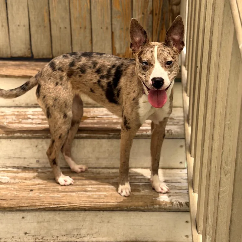 A young medium-sized female Catahoula Leopard Dog dog named Yuki for adoption in New Orleans, LA
