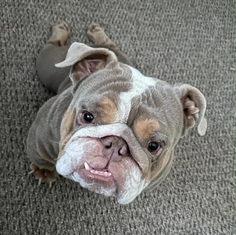 An adult medium-sized male English Bulldog dog named Bowser for adoption in La Verne, CA