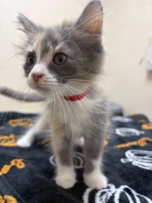 A baby small-sized female Domestic Medium Hair cat named Eleanor for adoption in Westland, MI