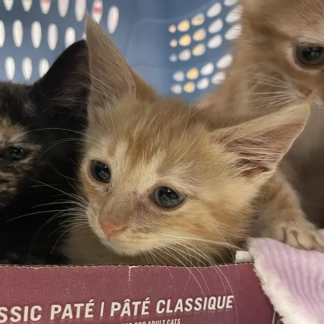 A baby small-sized male Domestic Short Hair cat named Tater Tot for adoption in Tallahassee, FL