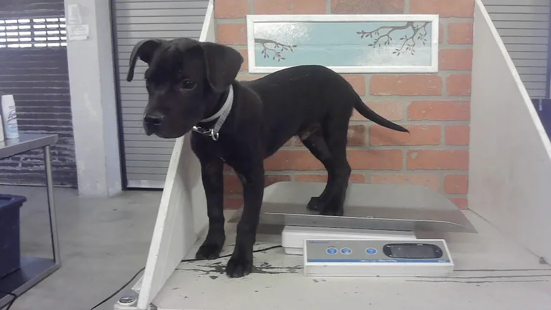 A baby small-sized male Staffordshire Bull Terrier dog named Leeland for adoption in Houston, TX