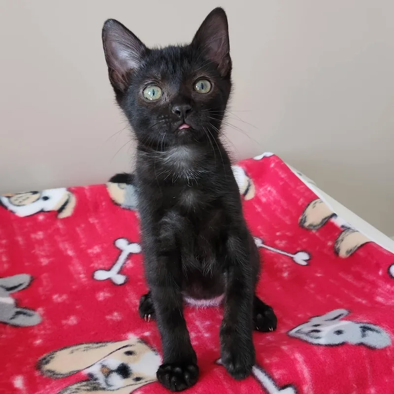 A baby medium-sized male Black Domestic Short Hair cat named Will for adoption in Marshfield, WI