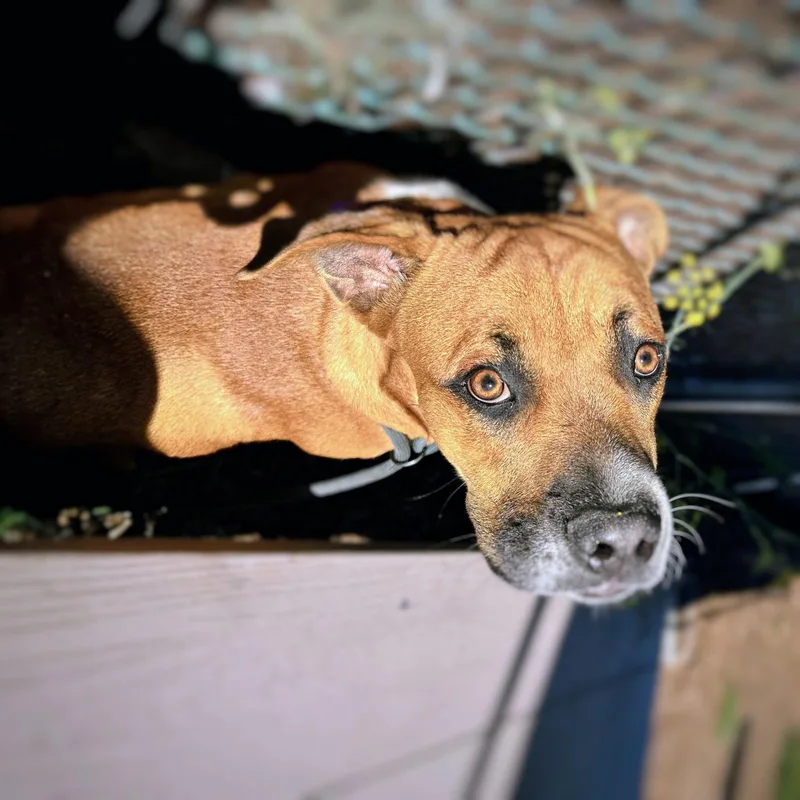 A baby medium-sized male Boxer dog named Ezekiel for adoption in Oakland, CA