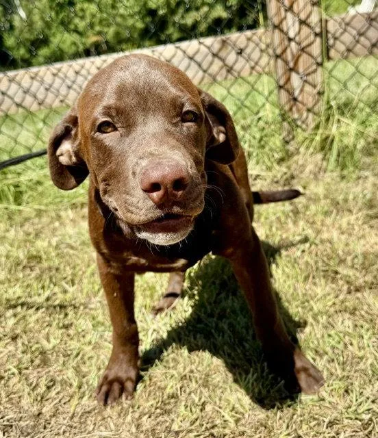 A young large-sized male Labrador Retriever dog named Duke for adoption in Tarrytown, GA