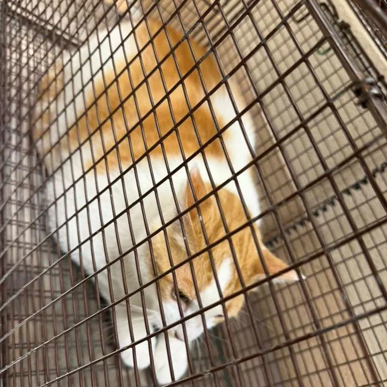 An adult extra large-sized male Orange / Red Domestic Short Hair cat named Fat Albert for adoption in Gadsden, AL