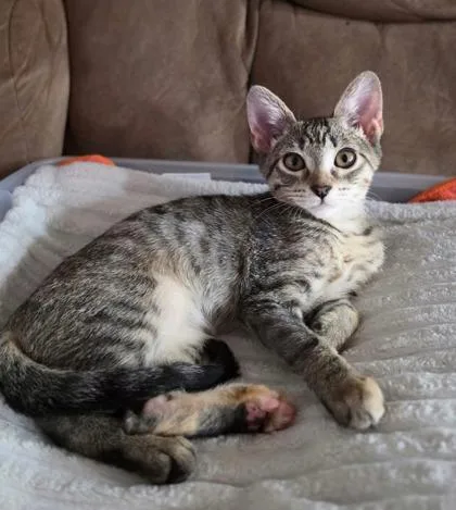 A baby small-sized female Domestic Short Hair cat named Clay for adoption in Fort Worth, TX