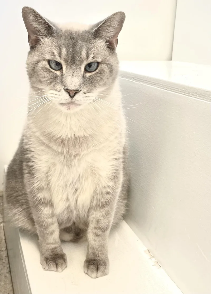 An adult large-sized male Blue Point Siamese cat named Cartman for adoption in Cincinnati, OH