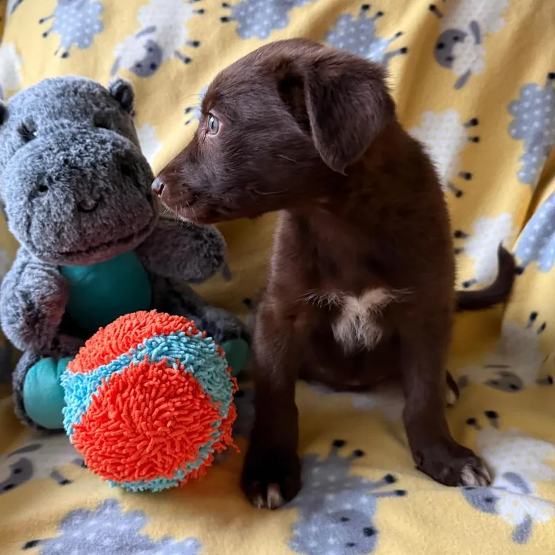 King Louie thumbnail 2