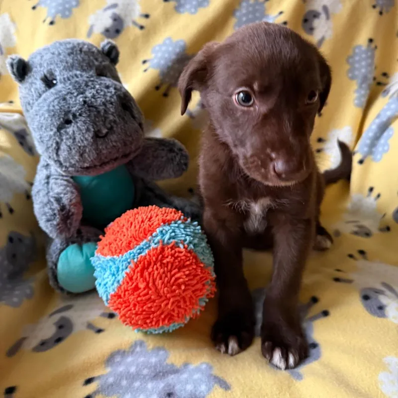 King Louie thumbnail 3