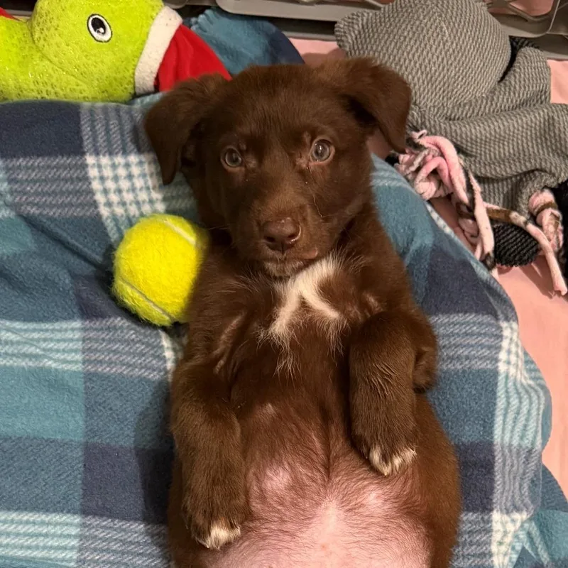 King Louie thumbnail 5