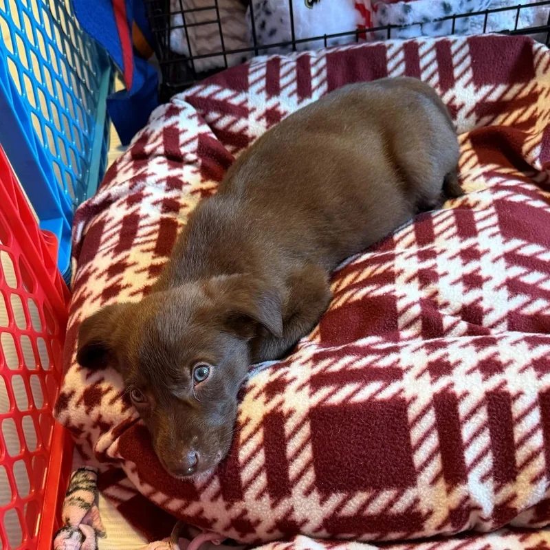 King Louie thumbnail 6