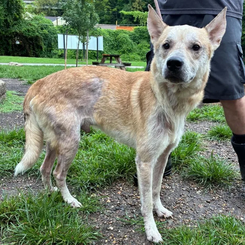 An adult medium-sized male Yellow / Tan / Blond / Fawn Mixed Breed dog named Vin Diesel Stray Hold for adoption in Huntington, WV