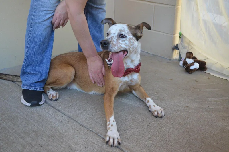 A young large-sized male Australian Cattle Dog / Blue Heeler dog named Coda for adoption in McKinney, TX