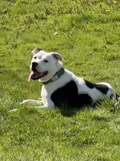 A young medium-sized male Black American Bulldog dog named Milo for adoption in Liverpool, TX