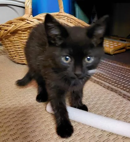 A baby small-sized male Domestic Short Hair cat named Kohl for adoption in Wilkesboro, NC