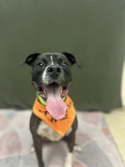 A young medium-sized male Black Mixed Breed dog named Deuce for adoption in Hamilton, OH