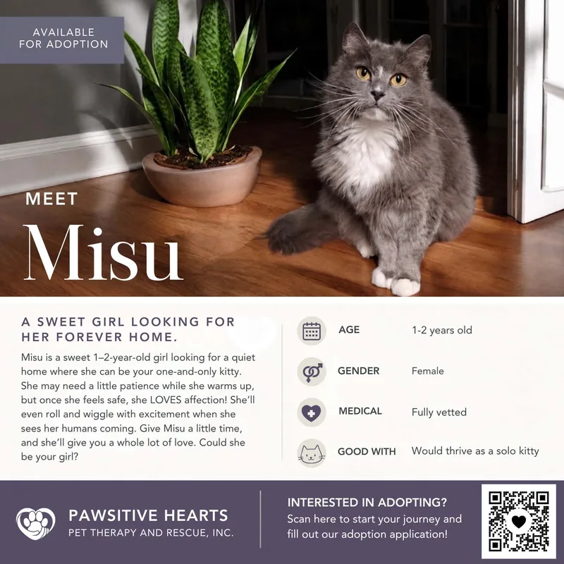 An adult medium-sized female Domestic Medium Hair cat named Misu for adoption in Kenhorst, PA