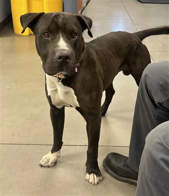 An adult large-sized male American Staffordshire Terrier dog named Zane for adoption in Phoenix, AZ