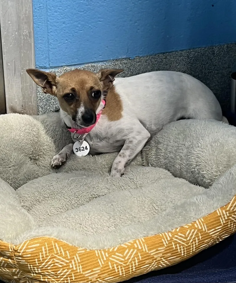 A young small-sized female Tricolor (Brown, Black, & White) Chihuahua dog named Cookie for adoption in Gaithersburg, MD