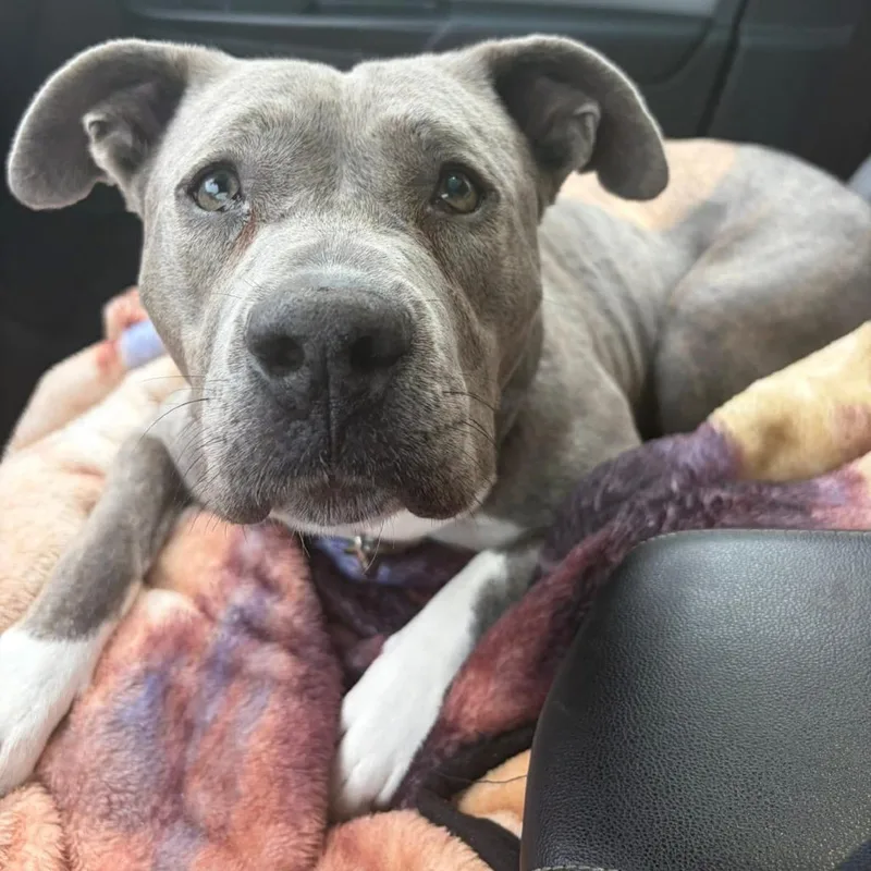 An adult medium-sized female Brindle Mixed Breed dog named Acorn for adoption in Dearborn, MI