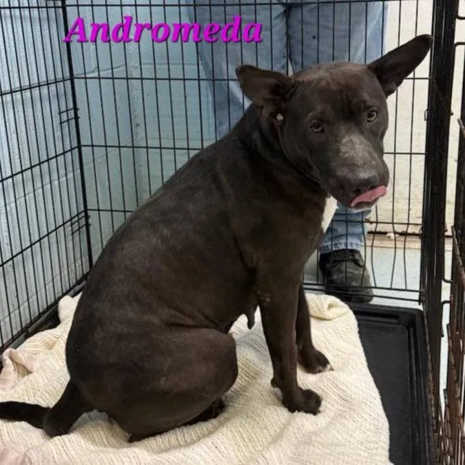An adult medium-sized female Black American Bully dog named Andromeda for adoption in Orangeburg, SC